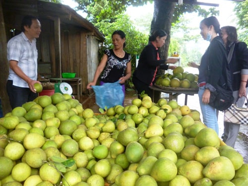 Được mùa thanh trà ở Tiên Phước.