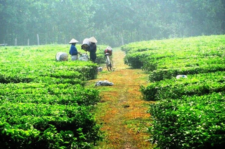 Đồi chè Trung Mang, điểm dừng chân đầu tiên của du khách trong cuộc hành trình.