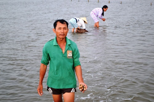 Nghêu nuôi của gia đình ông Huynh bị chết hàng loạt. Ảnh: N.Q.V