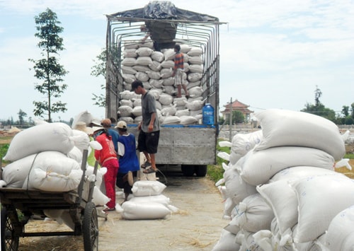 Người dân Bình Tú đang tấp nập cân lúa bán cho công ty cung ứng giống.Ảnh: GIANG BIÊN