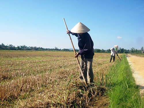 Nông dân tập trung phát dọn cỏ bờ.  Ảnh: Ng.Sự