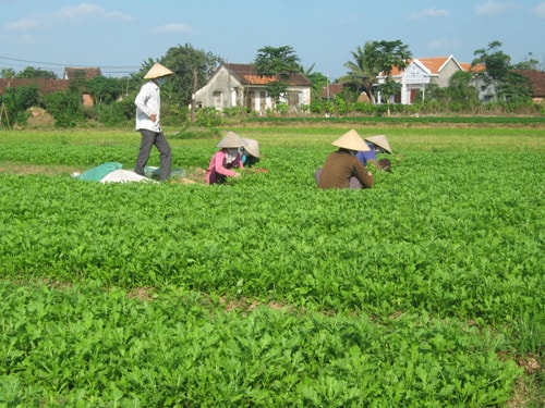 Duy Xuyên đã hình thành những vùng rau chuyên canh. Ảnh: A.T