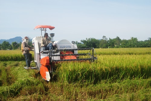 Cánh đồng mẫu ở huyện Thăng Bình cho hiệu quả sản xuất cao. Ảnh: N.Q.V