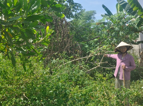 Bà Lê Thị Lý bên diện tích đất đã được UBND huyện Tiên Phước cấp bìa đỏ cho hộ ông Trương Bá Ngọc. Ảnh: H.G