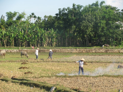 Với những cánh đồng xa nguồn nước, không đảm bảo nước tưới, Phòng NN&PTNT chỉ đạo chuyển sang cây trồng khác để tránh mất mùa.Ảnh: C.T.A