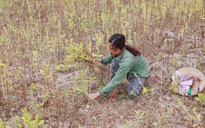 Chị Mai Thị Hiền 50 tuổi xã Bình Trị (Thăng Bình) mót mè trên cánh đồng khô cháy.