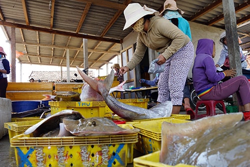 Chuỗi liên kết sản xuất - bảo quản - tiêu thụ sản phẩm sẽ nâng cao hiệu quả khai thác hải sản.Ảnh: PHƯƠNG THẢO