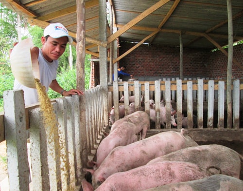 toàn xã Bình Trung hiện có hàng chục mô hình chăn nuôi heo theo hướng gia trại cho hiệu quả kinh tế cao. Ảnh: N.SỰ