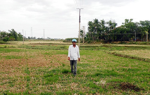 Những cánh đồng bỏ hoang ở xã Duy Vinh.