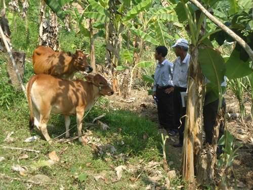 Bò thoát nghèo của người dân ở thôn Phú Mưa, xã Jơ Ngây, Đông Giang. Ảnh: V.V.T