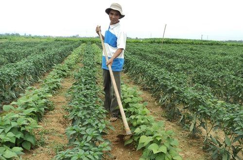 Trên cánh đồng cho thu nhập 100 triệu đồng/năm. Ảnh: P.L