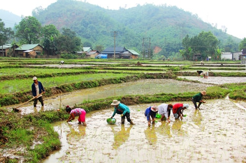 Làm lúa nước ở vùng cao Đông Giang.