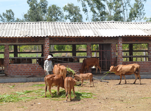 Huyện Thăng Bình ưu tiên hình thành các mô hình chăn nuôi tập trung.Ảnh: N.Q.V