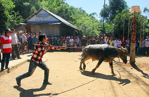 Đồng bào Cơ Tu đang dần “hiện đại hóa” về cách ăn mặc trong lễ hội.  TRONG ẢNH: Lễ hội đâm trâu tại thôn Chờ Nét, xã A Ting, Đông Giang. Ảnh: ALĂNG NGƯỚC