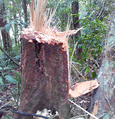 Một cây ươi bay vừa bị chặt hạ để lấy hạt. Ảnh chụp sáng ngày 27.6 tại rừng phòng hộ thác 5 tầng. Ảnh: HOÀNG THỌ