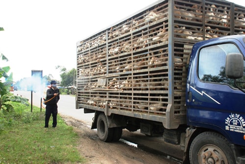 Siết chặt khâu kiểm dịch để ngăn chặn nguy cơ mầm bệnh bùng phát trên vật nuôi. Ảnh: M.N