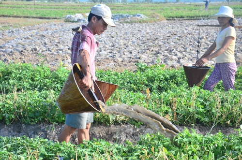 Vợ chồng ông Trát gồng lưng gánh nước tưới đậu phụng. Ảnh: N.V