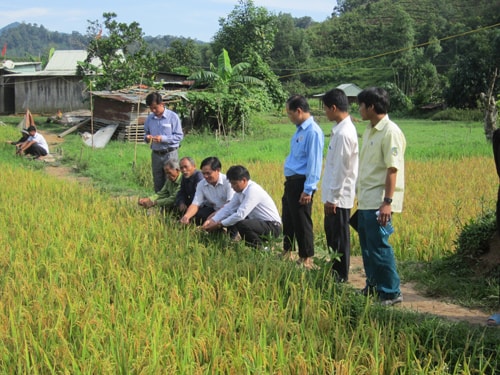 Tại xã Lăng, năng suất lúa đạt khá cao khi được sử dụng phân dúi.