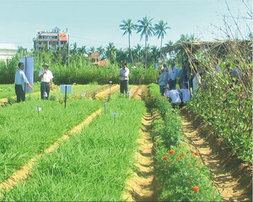 Hội thảo đầu bờ tại vườn rau hữu cơ sinh thái. Ảnh: L.H