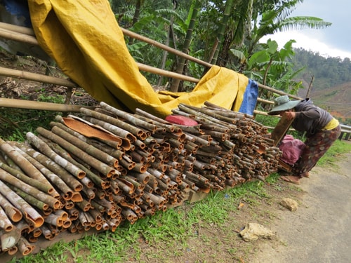 Chỉ dẫn địa lý Trà My cho sản phẩm quế vỏ là một trong những hình thức phát huy quyền sở hữu công nghiệp. Ảnh: H.L