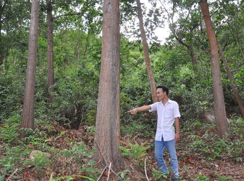 Ông Lương Hiền cho rằng rừng keo ông trồng 8 năm tuổi nhưng ông không được quyền khai thác. Ảnh: T.T