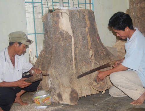 The foot of an aquilaria tree is  the best part to create beautiful art works.