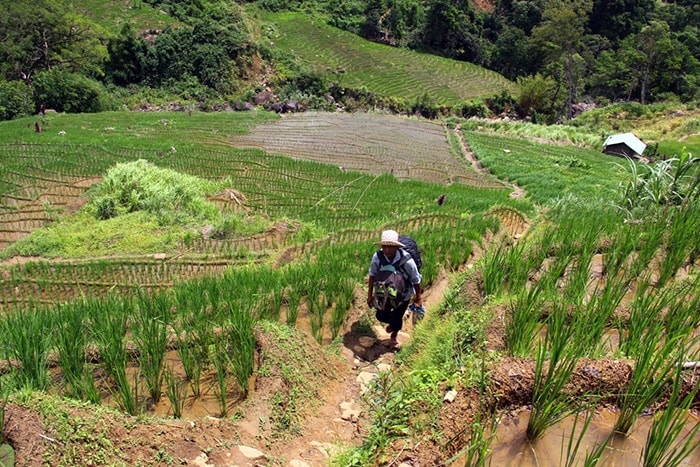 Ruộng bậc thang trải dọc đường lên Măng Lùng với màu xanh bạt ngàn của lúa.