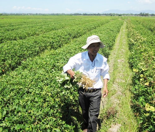 Cán bộ khuyến nông kiểm tra tình hình dịch bệnh.Ảnh: Mai Nhi