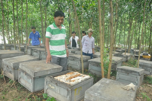 Ông Lê Thành Thái bên các hộp nuôi ong mật bị lực lượng chức năng xã Trà Đông “cưỡng chế”  làm hư hại vào sáng qua 23.7. Ảnh: N.Đ