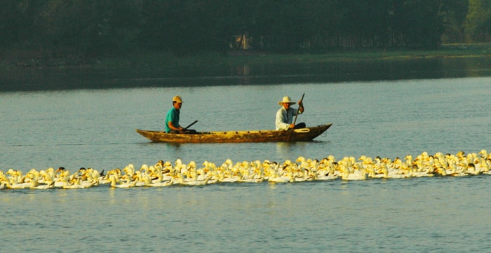 Do sản lượng đánh bắt bằng rớ giảm, vợ chồng anh Trần Văn Minh chuyển sang nghề thả lưới.