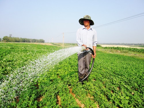  Những vùng chuyên canh cây trồng cạn cho thu nhập hơn 110 triệu đồng/ha/năm.Ảnh: H.Nhi