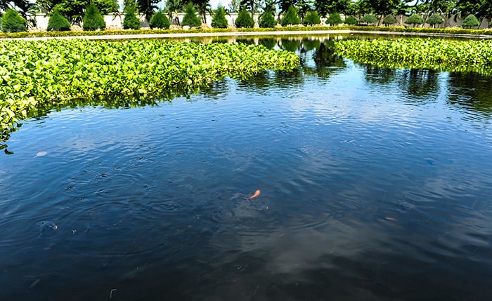 Bể hoàn thiện sẽ là nơi nước thải đã được xử lý sạch, cá, tôm và các loài sinh vật sinh trưởng bình thường.