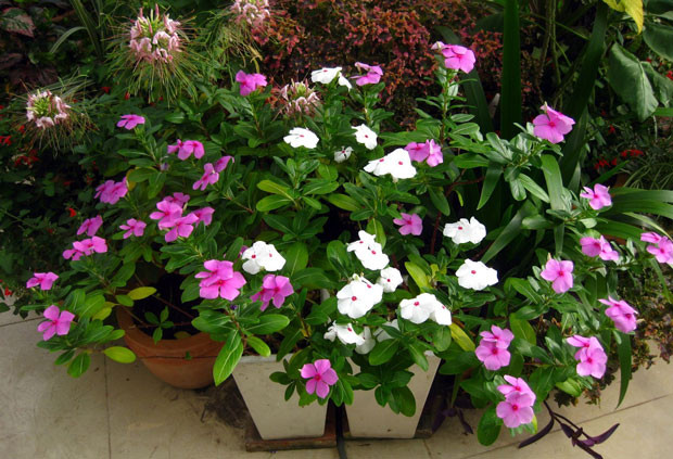 Cây cảnh, cây thuốc dừa cạn -  Cantharanthus roseus.(Nguồn: Internet)