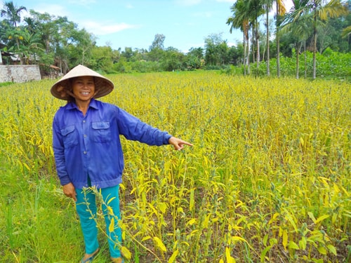 Chị Khưu Thị Miên phấn khởi khi 3 sào mè nhà mình được mùa trong vụ xuân hè này.Ảnh: T.QUÂN