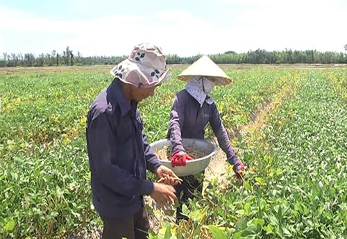 Người dân Bình Nam luân phiên canh tác trên cánh đồng mẫu.Ảnh: G.BIÊN