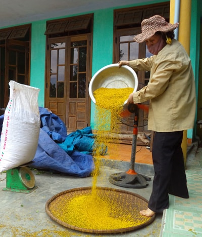 Bà Nguyễn Thị Hải (Phú Ninh) thực hiện công đoạn làm sạch để cho ra hoa ngâu thành phẩm. Ảnh: TƯỜNG QUÂN