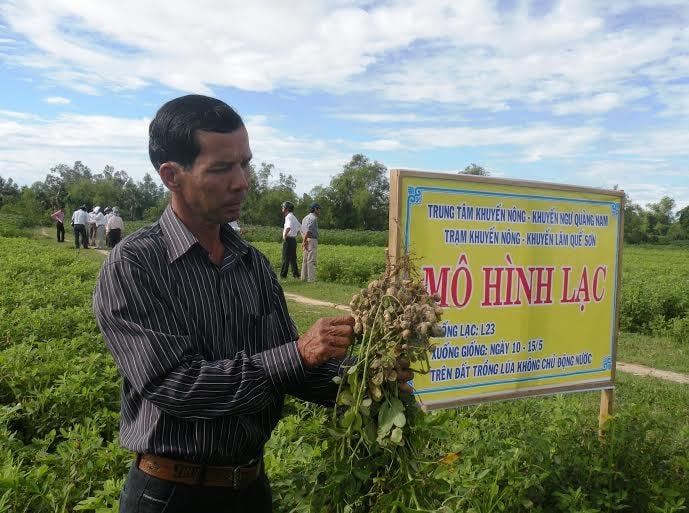 Mô hình trồng đậu phụng trên đất lúa tại xã Quế Thuận.