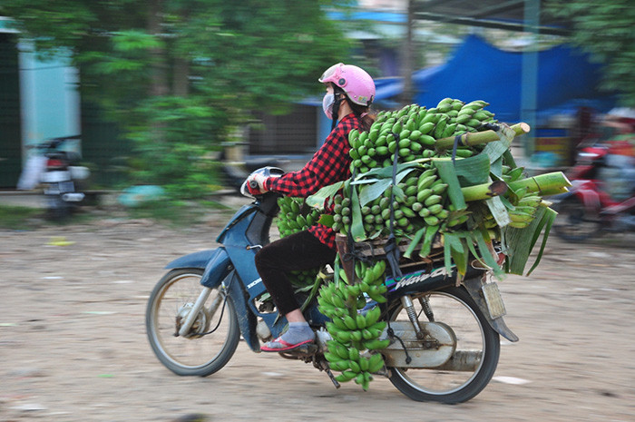 Nhà vườn chở trái cây lên chợ.