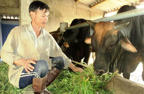 Rất nhiều mô hình nuôi bò lai thâm canh ở Điện Phong mang lại hiệu quả kinh tế cao.Ảnh: N.SỰ