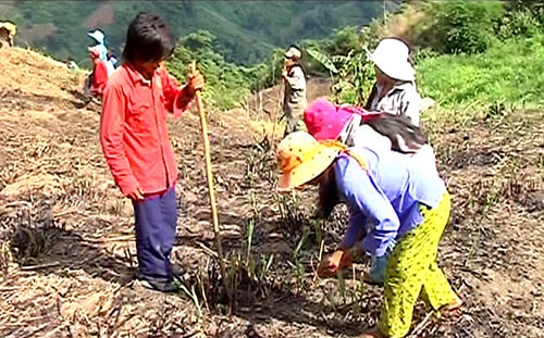 Gia đình anh Hồ Văn Học (ở thôn 2, xã Trà Mai) tỉa lúa, đậu xanh trên rẫy. Ảnh: Hoàng Thọ