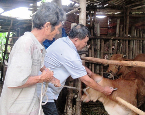 Đợt 1 vừa qua, tỷ lệ đàn gia súc được tiêm vắc xin lở mồm long móng chỉ đạt gần 67%.Ảnh: N.SỰ