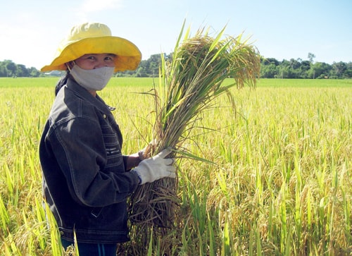 Bình quân 1 sào lúa HBO2 cho năng suất 365kg khô.Ảnh: Mai Linh