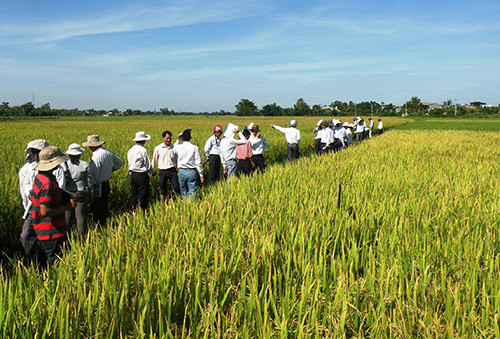 Tham quan mô hình khảo nghiệm 4 giống lúa mới tại xã Đại Hòa (Đại Lộc) vào chiều 19.8
