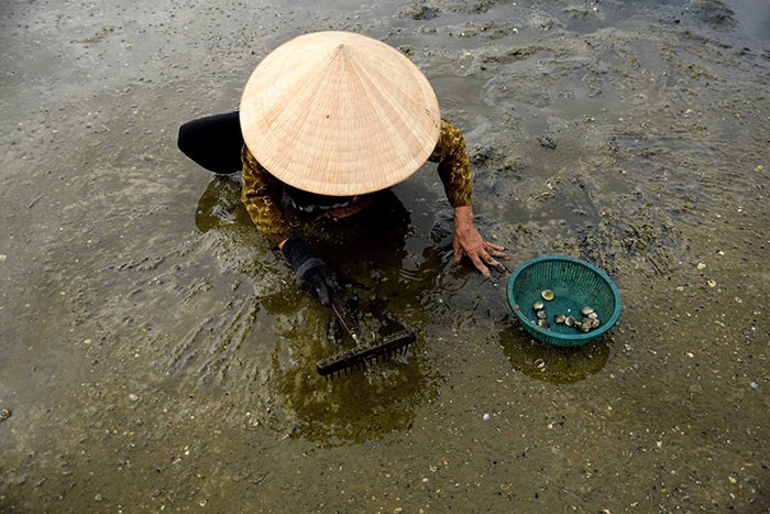 Cào tìm những con sò trong cát.