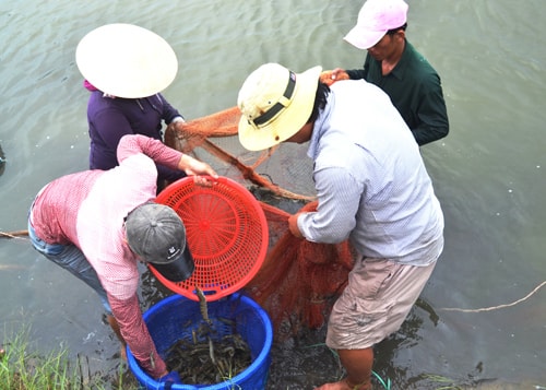 Người dân thu hoạch “vét” tôm nuôi bị dịch bệnh tại vùng dự án.Ảnh: Q.VIỆT