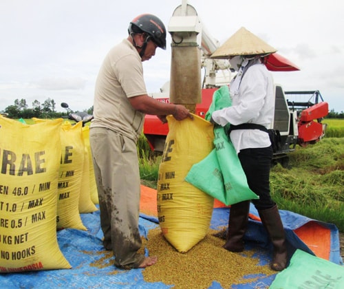 Năng suất lúa ở nhiều địa phương đạt khá cao. Ảnh: NGUYỄN SỰ