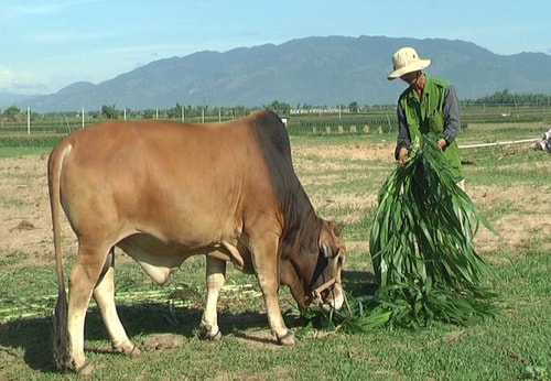 Nông dân làm giàu từ mô hình chăn nuôi bò lai. Ảnh: PHẠM LỘC