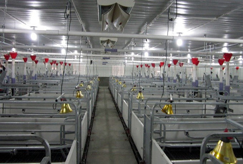 Hệ thống chuồng trại chăn nuôi hiện đại tiêu chuẩn quốc tế của GreenFarm Asia.