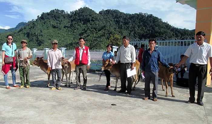 Trao bò cho những hộ có hoàn cảnh khó khăn.