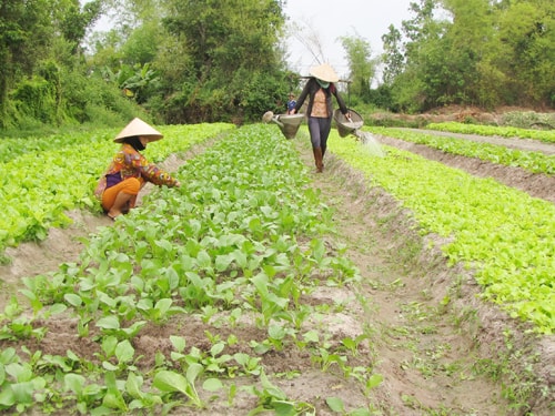 Làng rau Mỹ Hưng đang có cơ hội để phát triển.  Ảnh: T.L